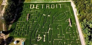 Labirinto de milho reproduzindo a silhueta de Amon-Ra St. Brown na Kreps Apple Barn & Cider Mill, fazenda localizada próxima a Detroit (Foto: Long Family Orchard and Farm)